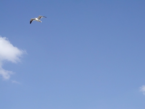 Gull looks on